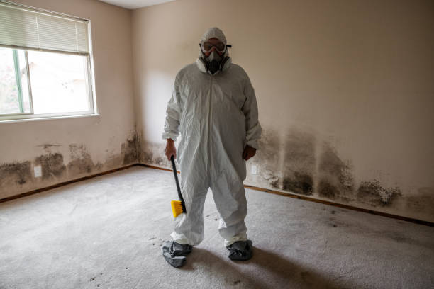 Best Professional Mold Removal  in Waggaman, LA