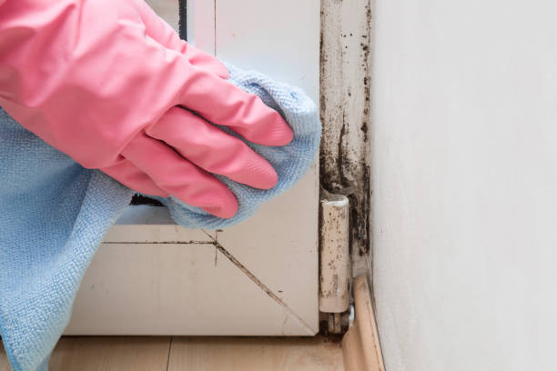 Best Certified Mold Removal  in Waggaman, LA
